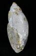 Chalcedony Replaced Gastropod Fossil With Druzy Quartz #29338-2